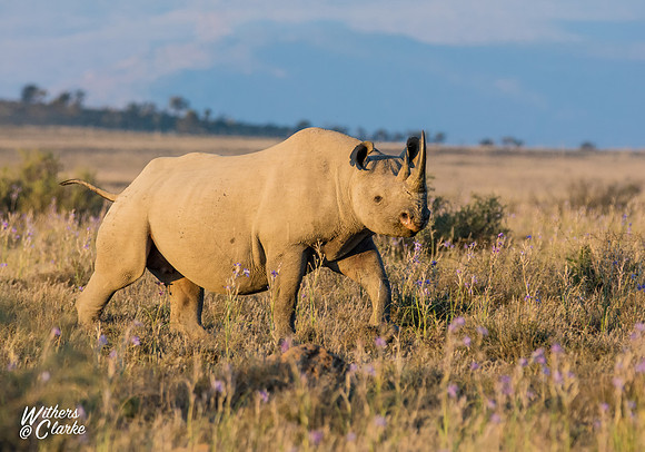 Black Rhinoceros