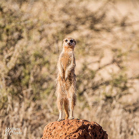 Meerkat Sentry