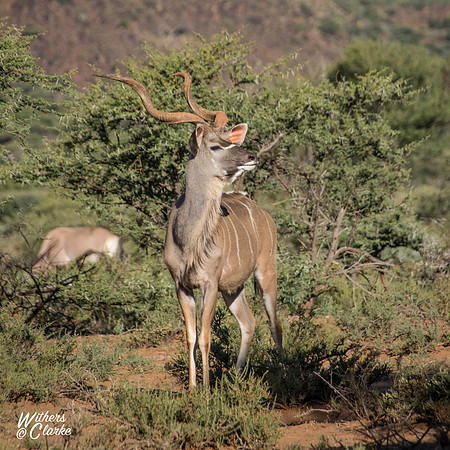 Kudu Bull