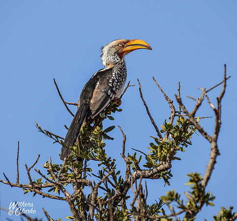 Yellow-billed Hornbill