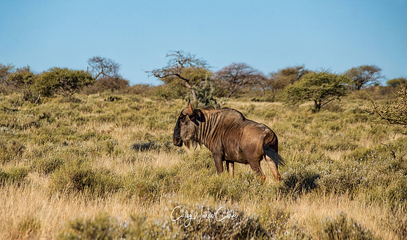 Blue Wildebeest