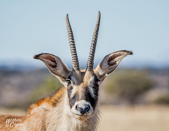 Roan Antelope Portrait