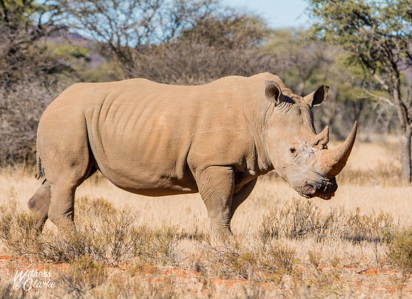 White Rhinoceros