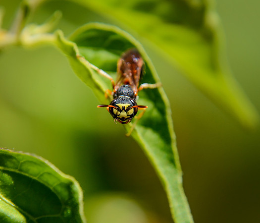 Wasp Closeup