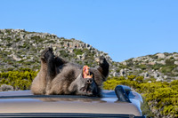 Baboon lying on car roof