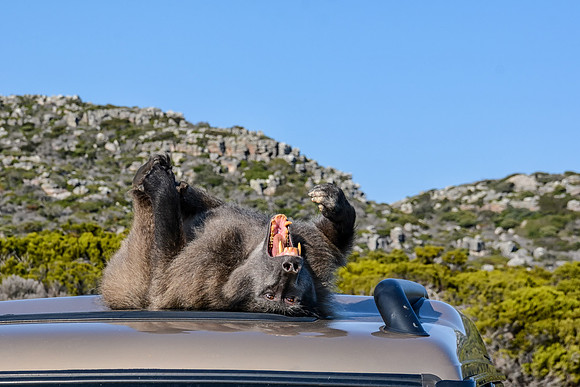 Baboon lying on car roof
