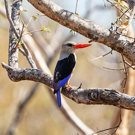 Grey-headed Kingfisher