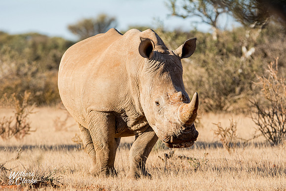 White Rhinoceros