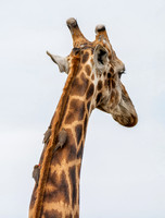 Male Giraffe and Oxpeckers