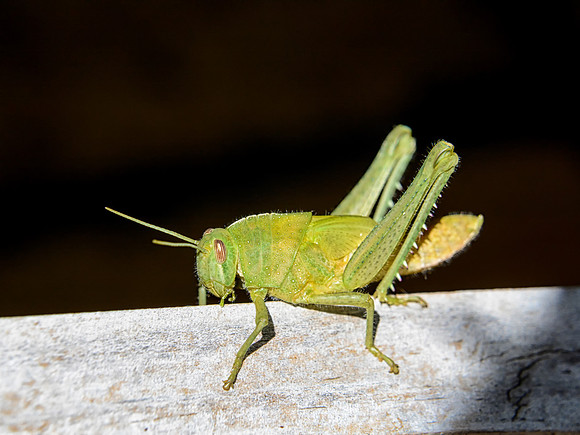 Garden Locust Nymph