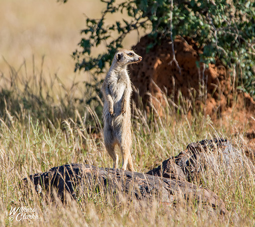 Meerkat