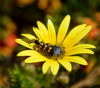 Spotted Blister Beetle