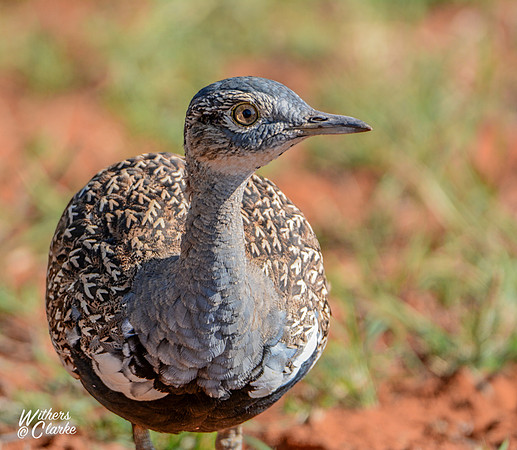 Red-crested Korhaan