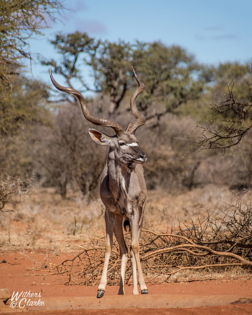 Kudu Bull