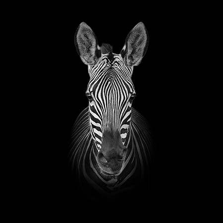 Monochrome Zebra Portrait