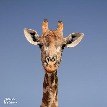 Giraffe Portrait