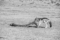 Black-backed Jackal