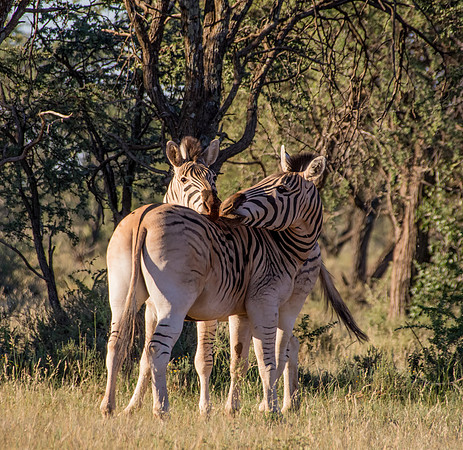 Two Burchell's Zebra
