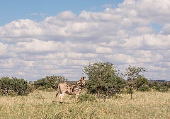Burchell's Zebra