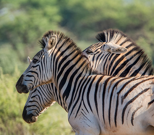 Burchell's Zebra Family Group