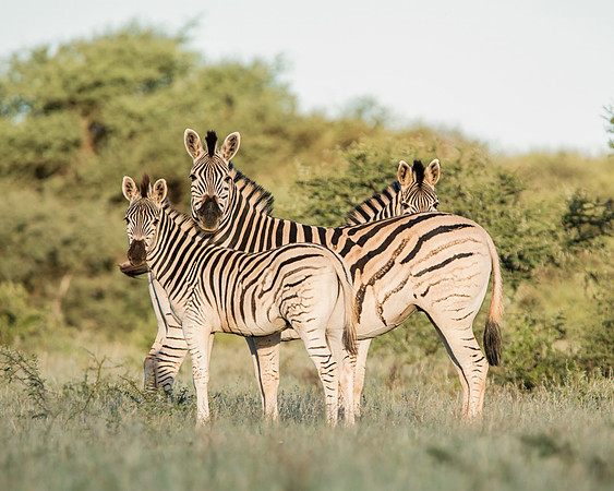 Burchell's Zebra Family Group