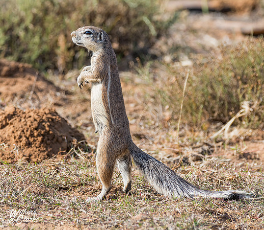 African Ground Squirrel