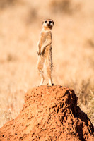 Meerkat Sentry