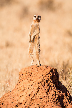 Meerkat Sentry