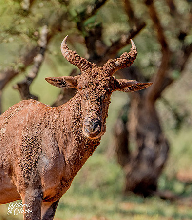 Muddy Tsessebe