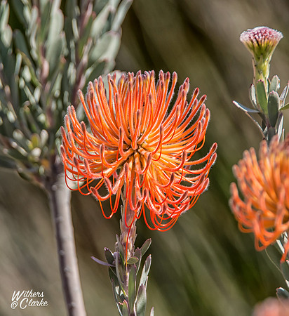 Spring Flowers