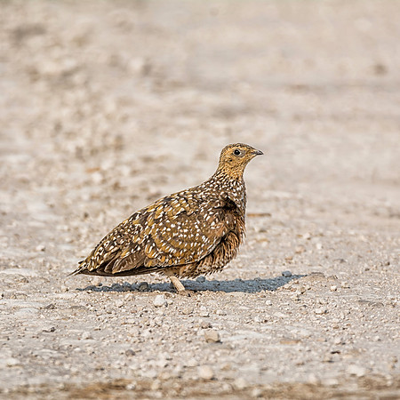 Burchell's Sandgrouse