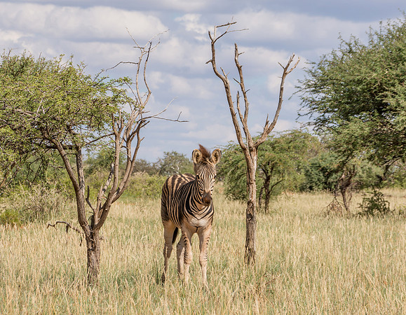 Burchell's Zebra Foal