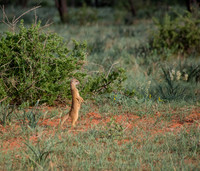 Yellow Mongoose