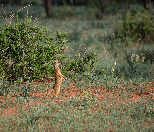 Yellow Mongoose