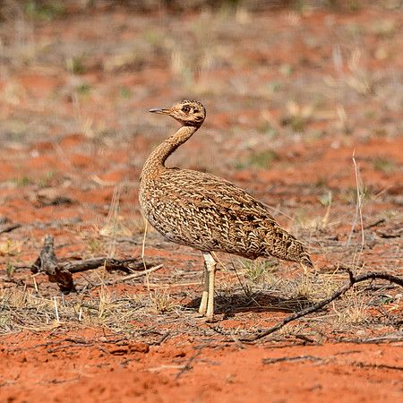 Karoo Korhaan