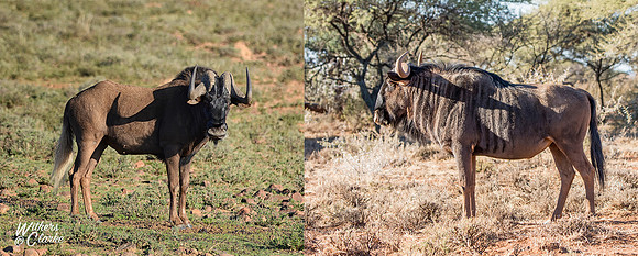 Blue Wildebeest