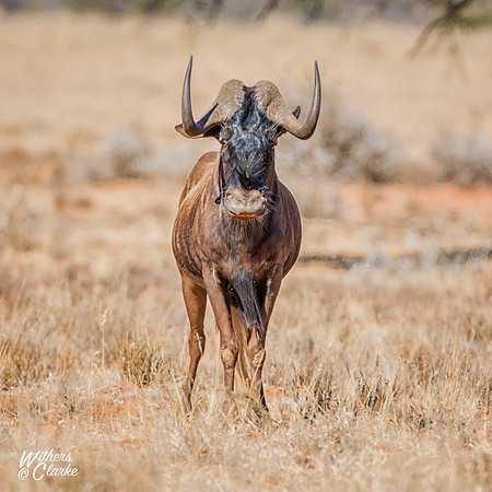 Black Wildebeest