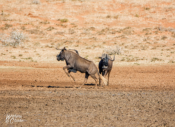 Black Wildebeest