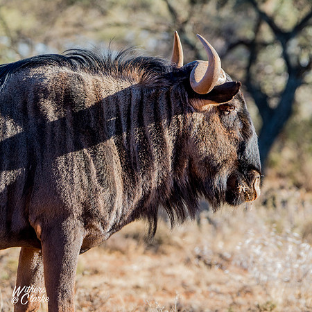 Blue Wildebeest