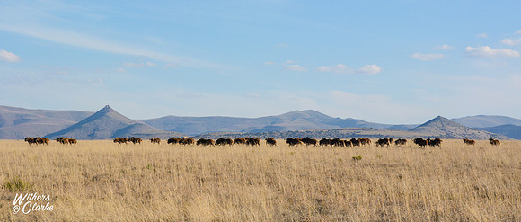 Black Wildebeest herd