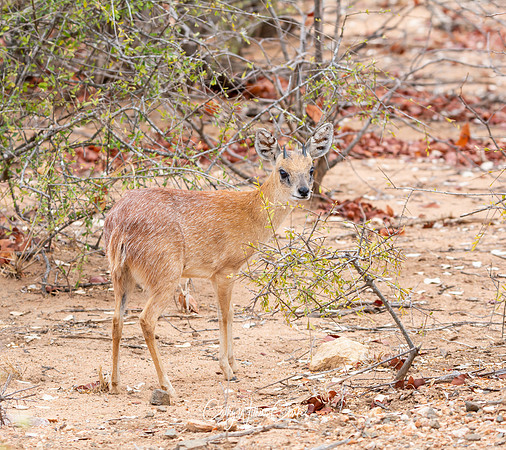 Sharpe's Grysbok