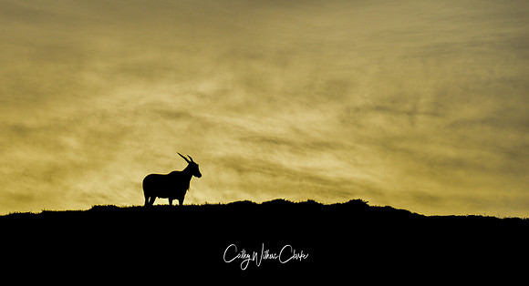Eland At Sunrise