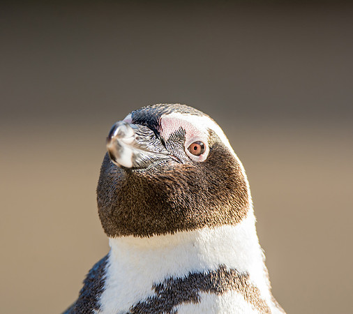 African Penguin Portrait