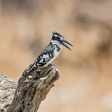 Pied Kingfisher