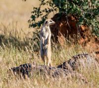 Meerkat On Guard