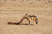 Black-backed Jackal