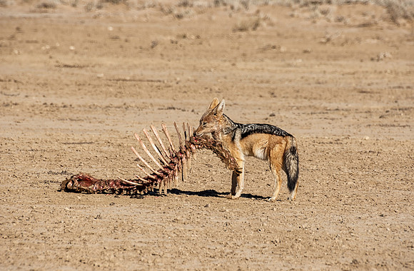Black-backed Jackal