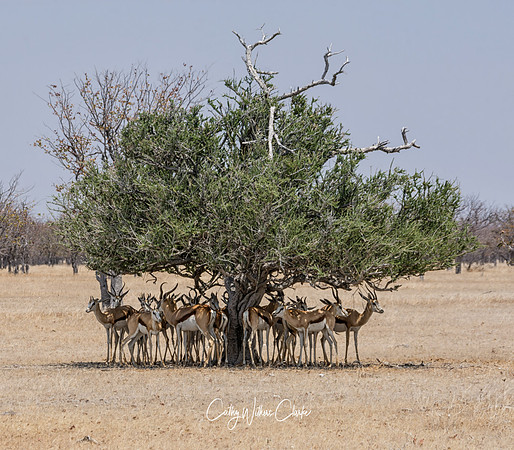 Springbok Group