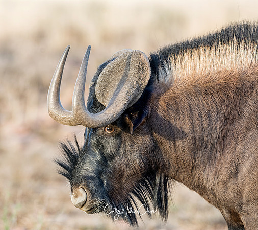 Black Wildebeest