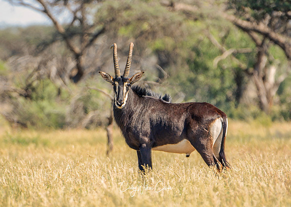 Sable Antelope